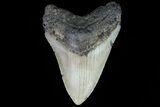Fossil Megalodon Tooth - North Carolina #79925-1